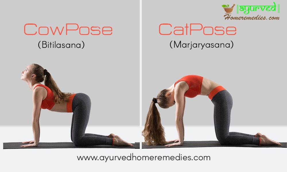 CAT-COW POSE (Marjaryasana-Bitilasana) In these two asanas, there is a ...